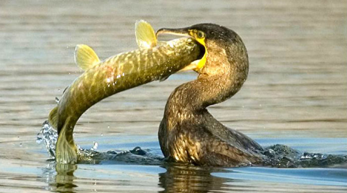 Cormorants are causing a significant devastation