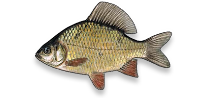 Crucian carp