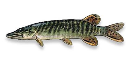 Pike