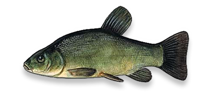 Tench