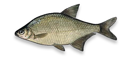 Bream