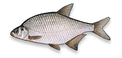 Silver bream