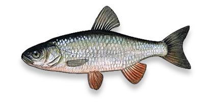 European chub