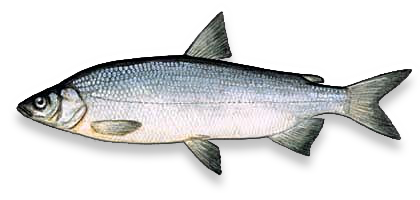 Whitefish