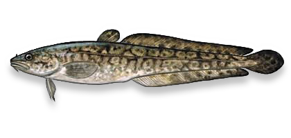 Burbot