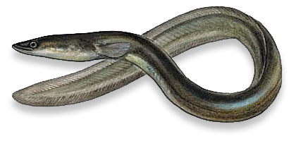 Eel