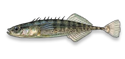 Ninespine stickleback