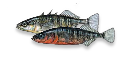 Three-spined stickleback