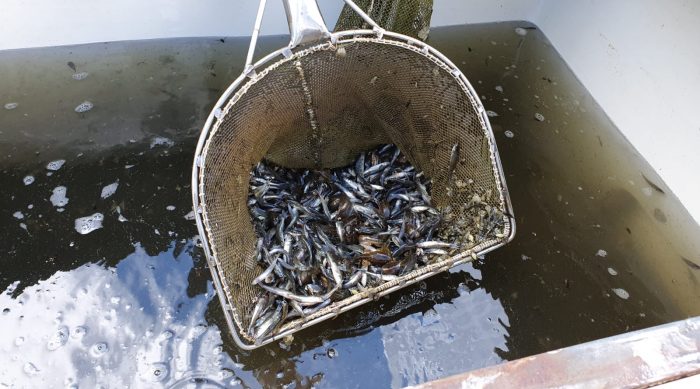 Usmas ezers šodien papildināts ar 50 000 vienvasaras zandartu mazuļiem no BIOR Pelču zivju audzētavas