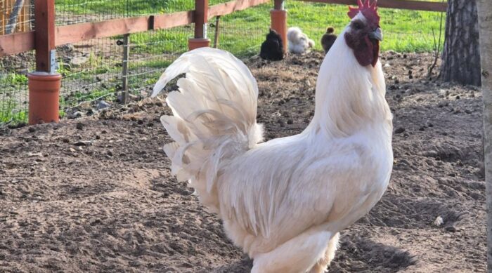 Ģimenes saimniecība edolas.lv pie Usmas ezera