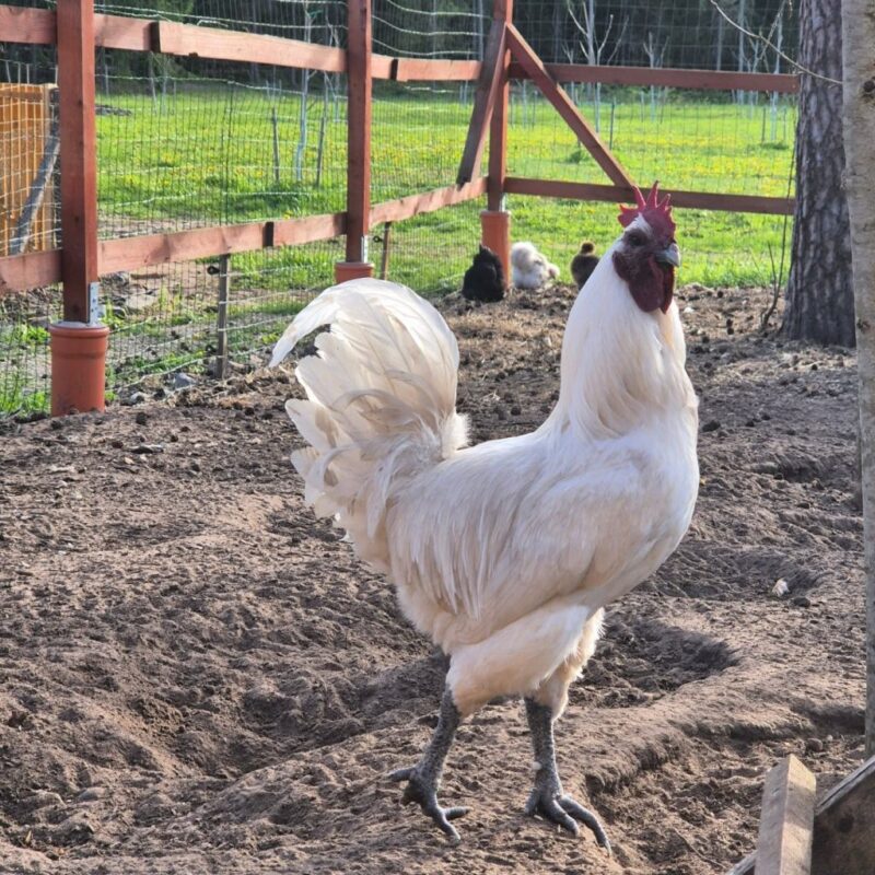 Ģimenes saimniecība edolas.lv pie Usmas ezera