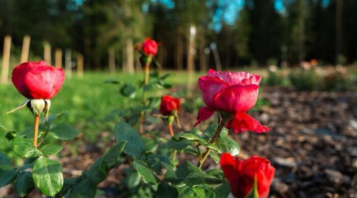 Ģimenes uzņēmums Usmas rozes pie Usmas ezera