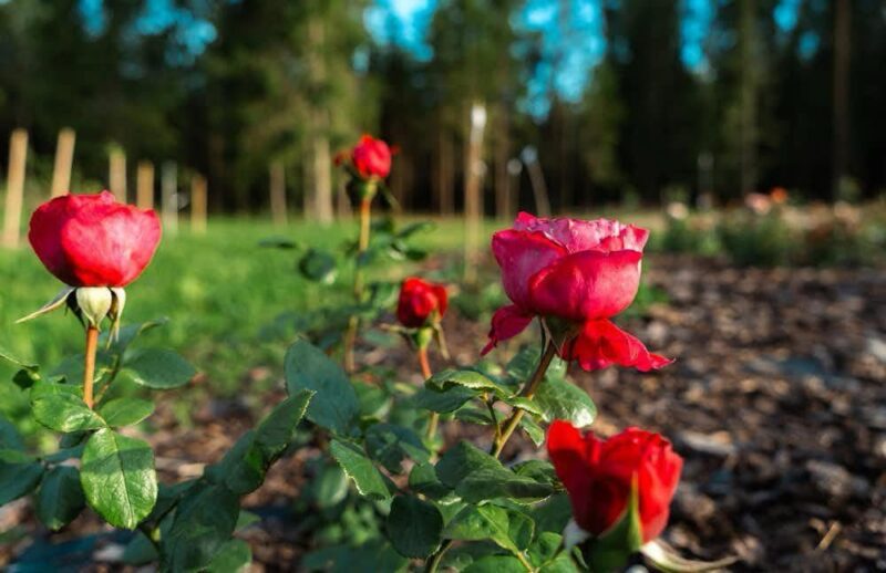 Ģimenes uzņēmums Usmas rozes pie Usmas ezera